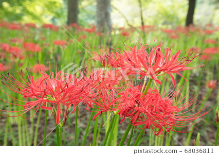 Mansan Saha flowers 68036811