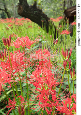 Mansan Saha flowers Mansan Saha flowers 68036816