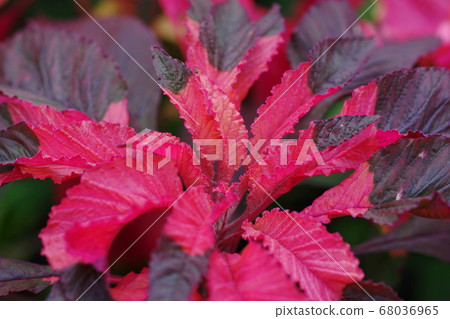 August Tama 130 Hagate Tow, Amaranthaceae, Tama Green Live Center 68036965