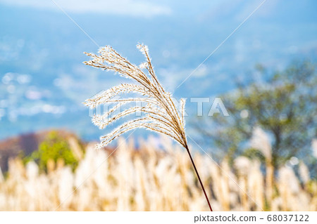 Tanabiki Susuki in late autumn [Nagano Prefecture] 68037122