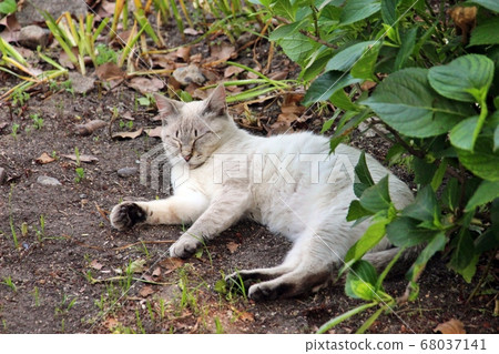Onomichi cat 68037141