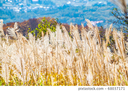 七夕的Tanabiki Susuki [長野縣] 68037171