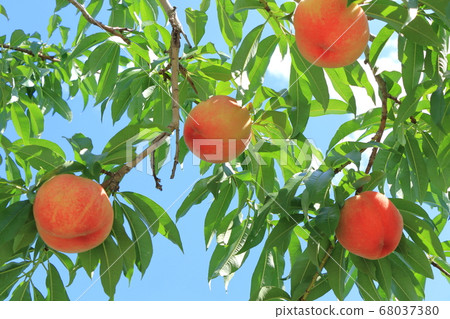Pre-harvest peaches 68037380