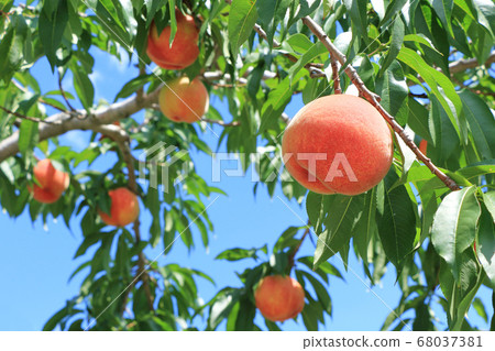 Pre-harvest peaches Pre-harvest peaches 68037381
