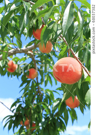 收穫前的桃子 68037382
