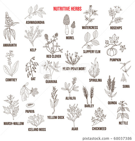 Best nutritive herbs set Best nutritive herbs set 68037386