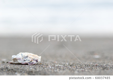 海洋和沙灘和貝殼 海洋和沙灘和貝殼 68037485