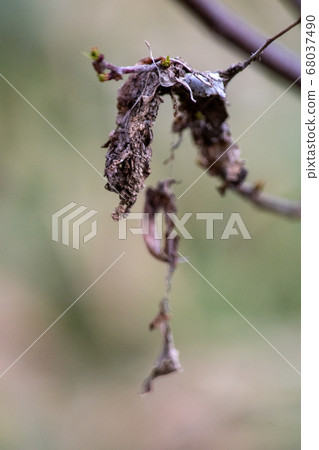 Withered leaves Withered leaves 68037490