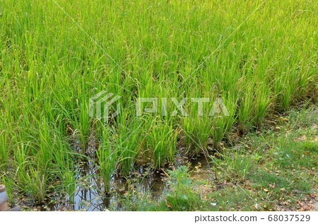 Rice field plots. 68037529