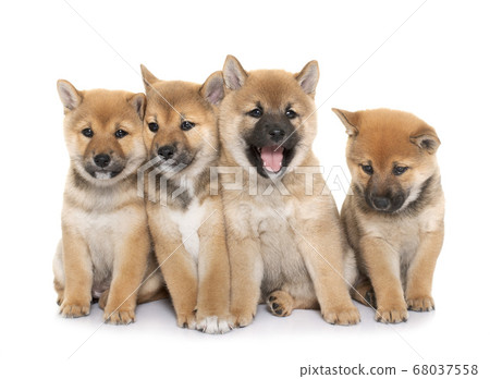 puppies shiba inu puppies shiba inu 68037558