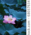 Hamamatsu Flower Park Lotus 68037634
