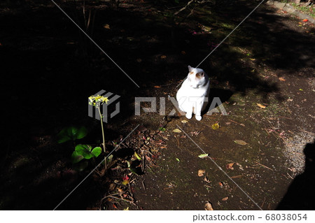 Single flower and stray cat Single flower and stray cat 68038054