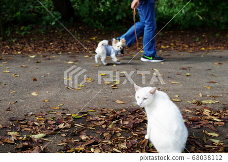 A turning white cat A turning white cat 68038112