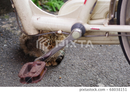 Furious stray cat 68038151