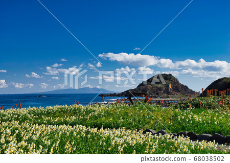 Narcissus blooming on the claw Kizaki of Izu Shimoda Narcissus blooming on the claw Kizaki of Izu Shimoda 68038502