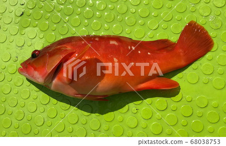 紅旗 紅旗 68038753