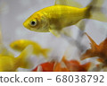 水族館裡的魚的圖片 68038792