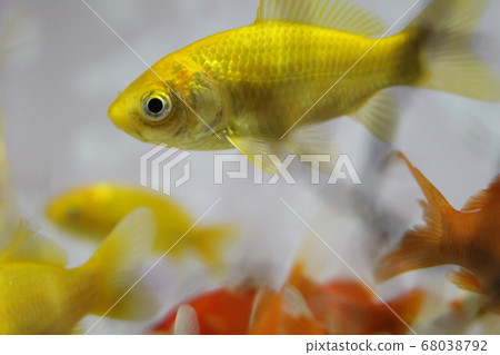 水族館裡的魚的圖片 水族館裡的魚的圖片 68038792