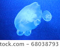 水族館水母照片 68038793