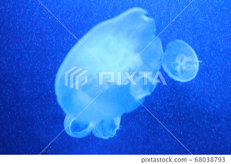 水族館水母照片 68038793