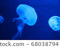 水族館水母照片 68038794