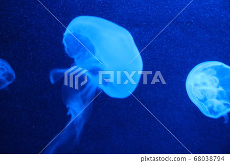 水族館水母照片 水族館水母照片 68038794