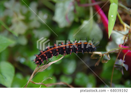 Black-tailed fritillary larva, butterfly larva, caterpillar Black-tailed fritillary larva, butterfly larva, caterpillar 68039192