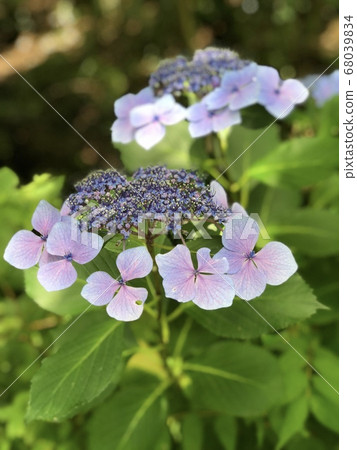 繡球花在雨季的六月盛開之前開始萌芽 繡球花在雨季的六月盛開之前開始萌芽 68039834