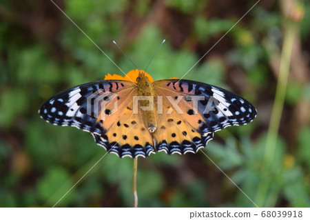 Porcupine butterfly Butterfly Porcupine butterfly Butterfly 68039918