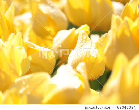 Blooming tulips [at Sakura Furusato Square] 68040084