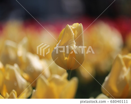 Blooming tulips [at Sakura Furusato Square] 68040111