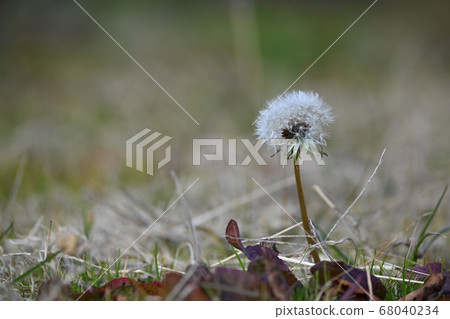 冬季在淀河上的蒲公英 68040234