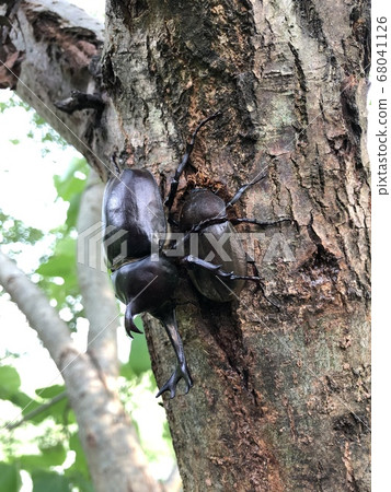 Beetle Trypoxylus dichotomus septentrionalis 68041126