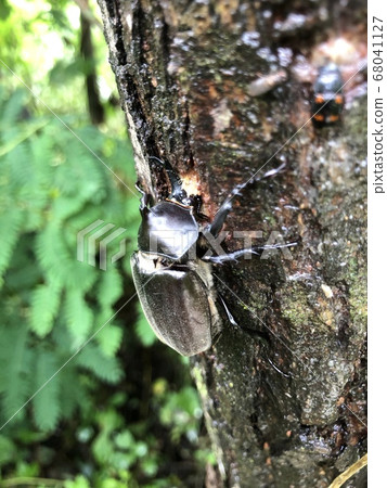 Beetle Trypoxylus dichotomus septentrionalis 68041127