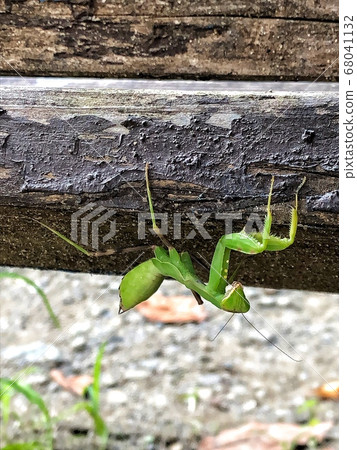 螳螂在公園裡發現 68041132