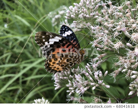 Black-faced fritillary Argyreus hyperbius 68041618