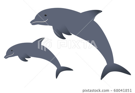 Dolphin parent and child jumping friendly 68041851