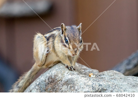 Chipmunk raising his foot 68042410