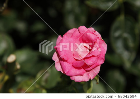 Arao City Ooyamai citizen flower bed Roses flower Arao City Ooyamai citizen flower bed Roses flower 68042694