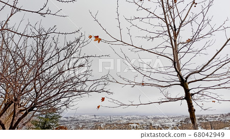 Dried leaves and branches of the tree with snowy winter background in Cappadocia, Turkey Dried leaves and branches of the tree with snowy winter background in Cappadocia, Turkey 68042949