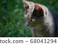 portrait of beautiful kitten, european short hair 68043294