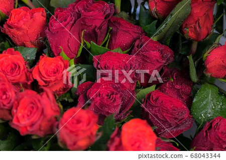 Velvet fresh red roses with water drops for sale in flower shop, closeup view. Velvet fresh red roses with water drops for sale in flower shop, closeup view. 68043344