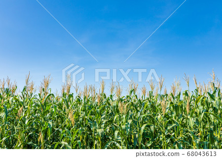 Young green corn field, Row of corn plantation 68043613