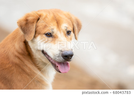 Brown dog (pure breeds or Thai breeds) sitting 68043783