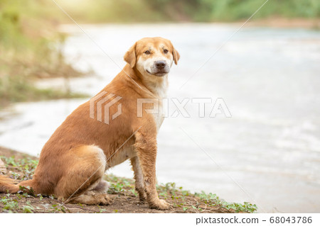 Brown dog (pure breeds or Thai breeds) sitting 68043786