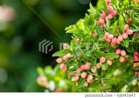 Cluster of bengal currants or Christ's Thorn on 68043847