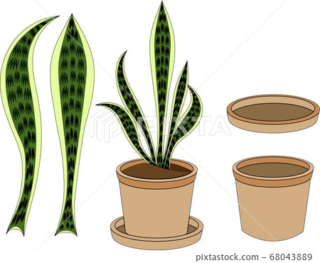 室內植物虎尾蘭 68043889