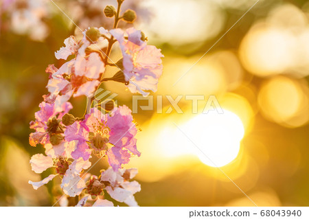 Macro flower of Queen's Flower tree or Macro flower of Queen's Flower tree or 68043940