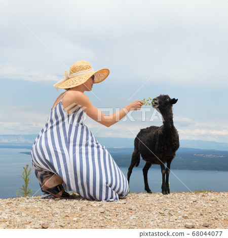 Young attractive female traveler wearing striped summer dress and straw hat squatting, feeding and petting black sheep while traveling Adriatic coast of Croatia Young attractive female traveler wearing striped summer dress and straw hat squatting, feeding and petting black sheep while traveling Adriatic coast of Croatia 68044077