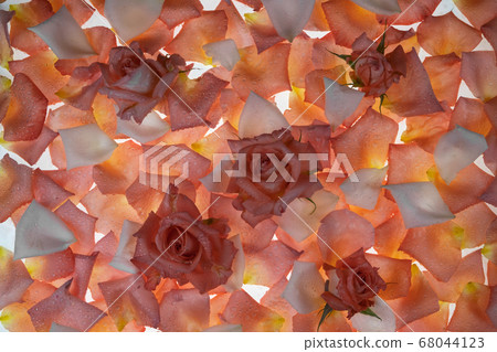 Fresh roses and petals on a white background. 68044123